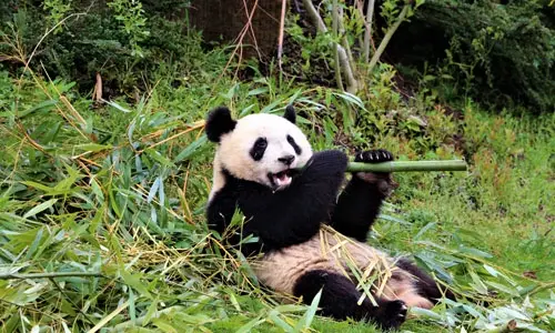 Visite Zoo de Beauval